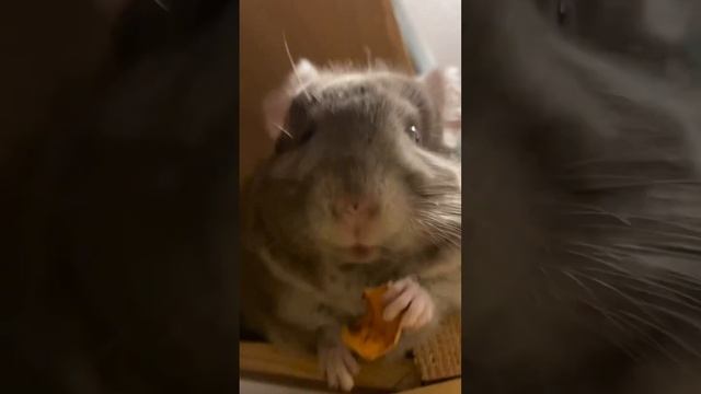 #Шиншилла - что за зверь? За звук и некоторые кадры спасибо @Pitomnik_Chinchillas_Barnaul смотреть онлайн