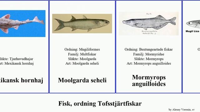 Fisk, ordning Tofsstjärtfiskar bengädda rhinobatos havsängel fish rufus liza mako australis hajar смотреть онлайн