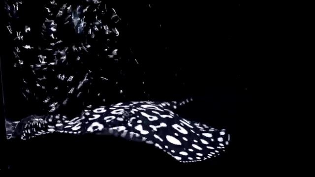 Скат Black Diamond Stingray 26cm смотреть онлайн