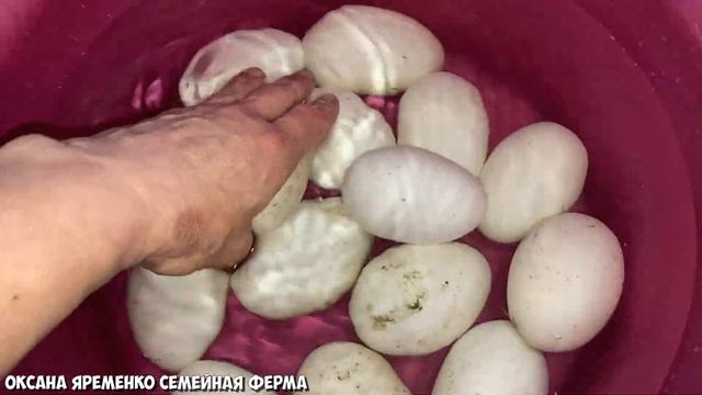 ШОК / 35 ГУСИНЫХ ЯИЦ В МАЛЕНЬКИЙ ИНКУБАТОР! смотреть онлайн