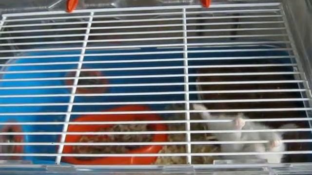 Хомячиха Аля смотреть онлайн