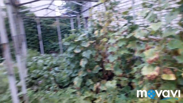 Моё Утро. Чашечка Ароматного Кофе. смотреть онлайн