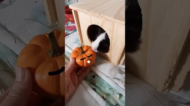 Guinea Pig VS Pumpkin Challenge смотреть онлайн