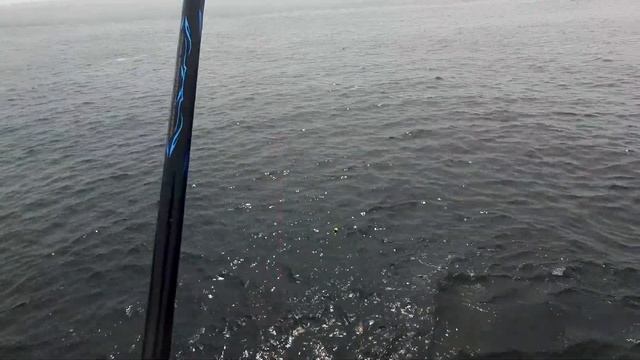 コッパだらけから凶暴ウツボと良型クチブトグレが釣れた日【フカセ釣り＆泳がせ釣り ＠ 東伊豆】 смотреть онлайн