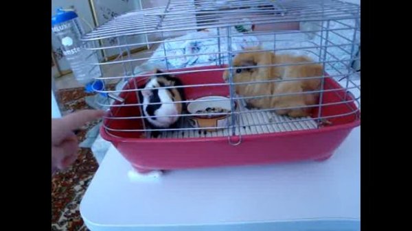 Знакомство/Морские свинки/