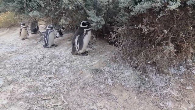 Пингвины, Пуэрто Мадрин_3 смотреть онлайн