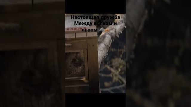 Настоящая дружба между волком и львом🐺🐅 смотреть онлайн