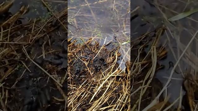 Trapping Muskrat Toilets смотреть онлайн