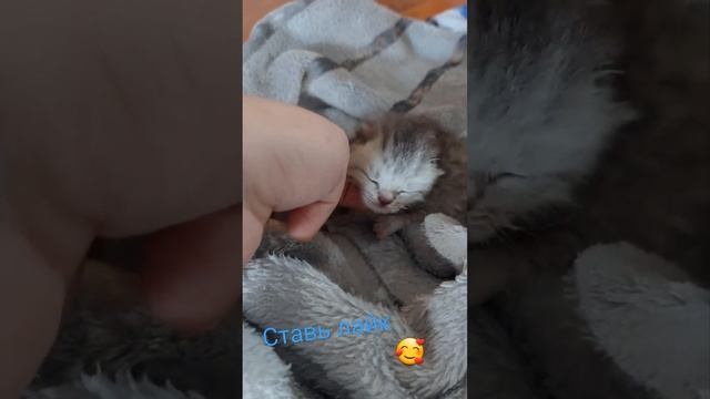 маленький котёнок #shorts #cute #cat смотреть онлайн