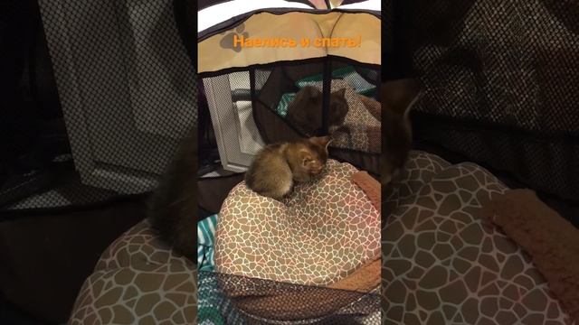 Британские котятки 30 апреля 2023 г. смотреть онлайн