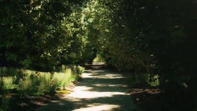 Mystical Road Cinema 4d Octane render смотреть онлайн