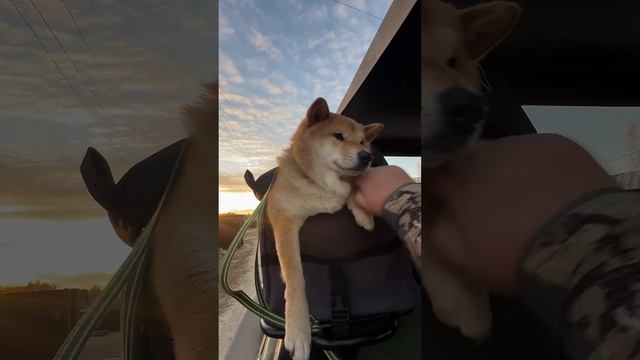 Болотная собака передает всем привет✋ смотреть онлайн