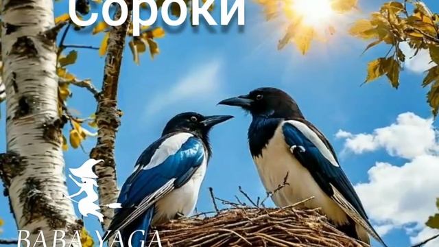 новая песня Сороки от Baba Yaga смотреть онлайн