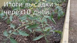 Итоги высадки рассады томатов. Делаем  правильные выводы.