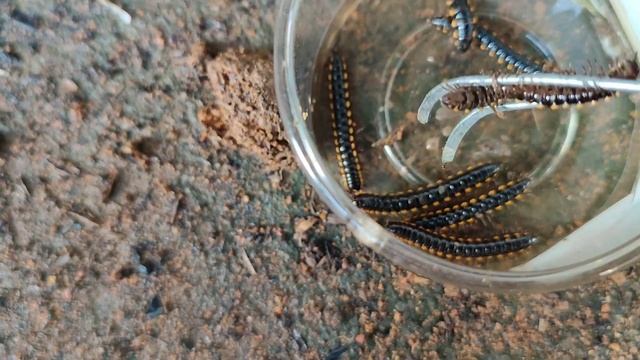 Hunting Millipede,harpaphe Haydeniana,terrarium For Millipede