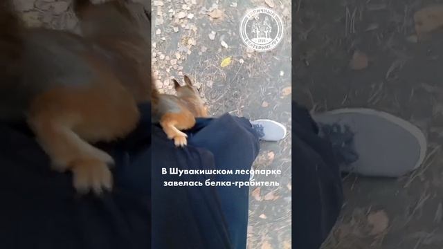 Белка - шпана смотреть онлайн