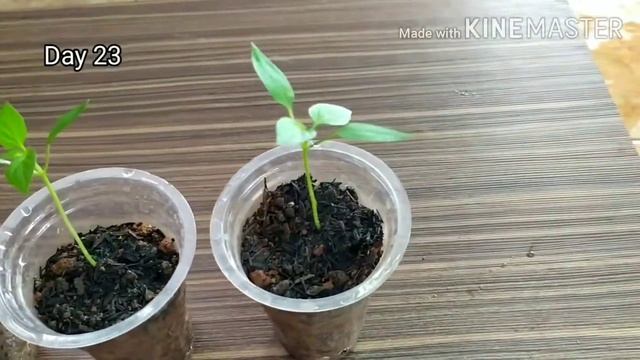Cara Semai Menanam Cabe Manis Baby Capsicum Paprika Mini смотреть онлайн