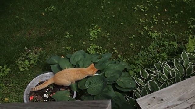Cat vs Butterfly 2 смотреть онлайн