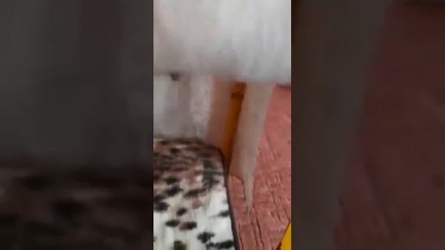 Милота! смотреть онлайн