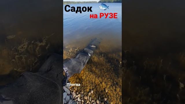 ПЛОТВА в САДКЕ🌞🔥 #плотва #рыбалка #fisherman смотреть онлайн