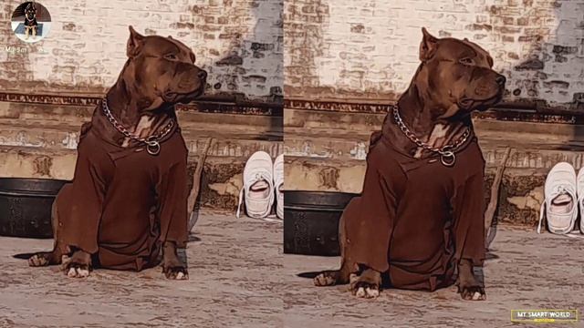 OMG लूट ले जाओ | Xxl Blue eyes Grey American bully for sale in Low price смотреть онлайн