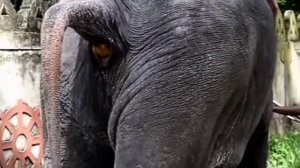 Elephant pooping under  Dior-Egor Ship