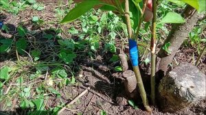 Прививка яблони методами улучшенной копулировки и в расщеп.