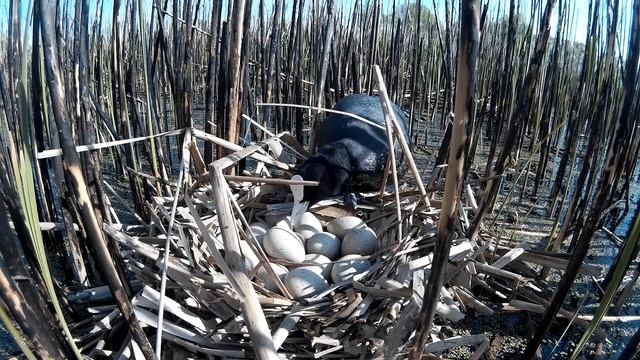 Лысуха 160503 5 гнездо с 15 ю яйцами 160508 SJCAM по Датчику Движения 2 смотреть онлайн