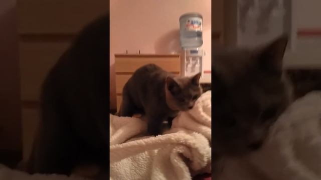 Кот трахает халат!) смотреть онлайн