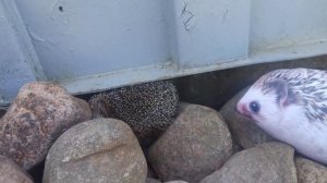 Хренобус и настоящий ёж 🦔
