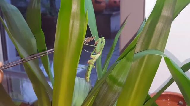 Giant Mantis feeding clip Riesen Gottesanbeterin fütterung смотреть онлайн