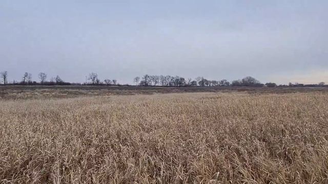 Закрытие охоты на фазана,или крайний раз в этом году...Прекрасная была охота. смотреть онлайн