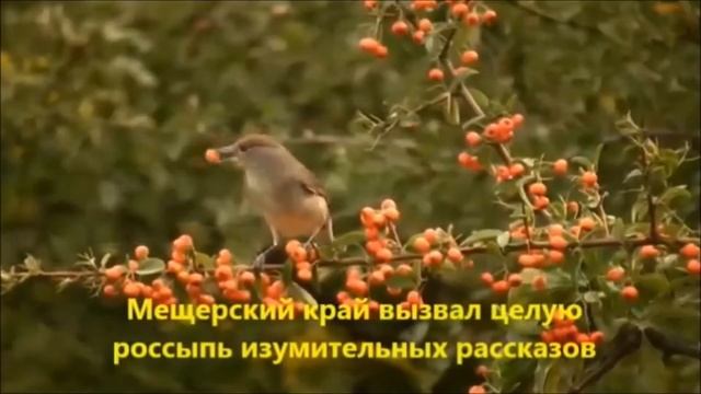 К Г Паустовский 130лет смотреть онлайн