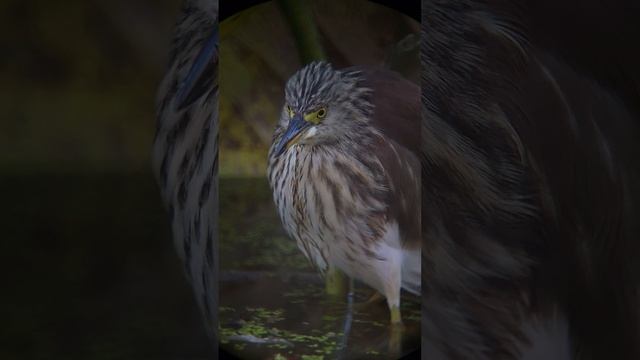 Pond heron captured by Samsung S21 + Decouvir MC80 смотреть онлайн