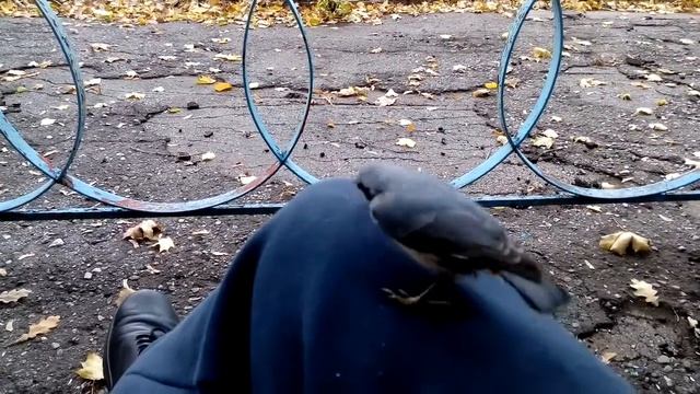 ГОЛОДНЫЕ ПТИЦЫ! смотреть онлайн