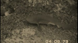 (ретро) Старый фильм