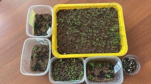 Всходы Цветов Биденс и Бакопы. 
Сеяла поверхностно и присыпала грунтом.