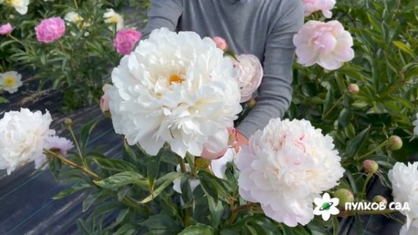 Москвич пион. Пулков сад