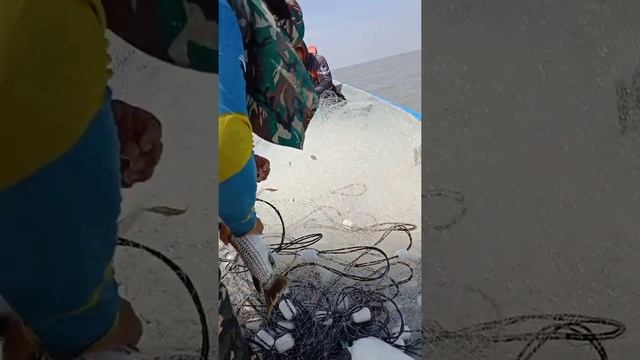 Menjaring ikan Loban dan senangin смотреть онлайн