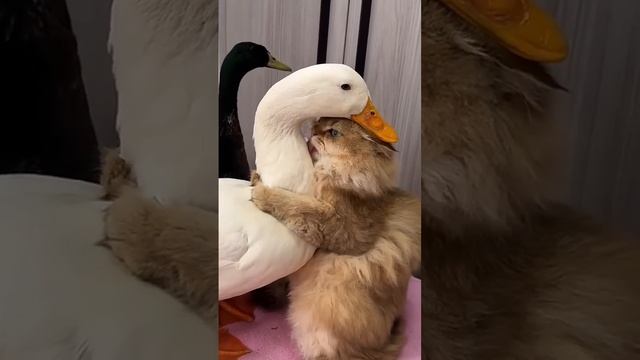 Saving the bullied duck. #warm #pet #save #duck #love #healing #shorts #shortvideo смотреть онлайн