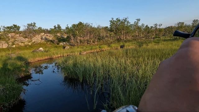 Ручей Гремиханский и ручей Каменистый. Кумжа. смотреть онлайн