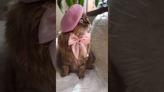 Кошек не любит только тот, кто еще не встретил свою кошку смотреть онлайн