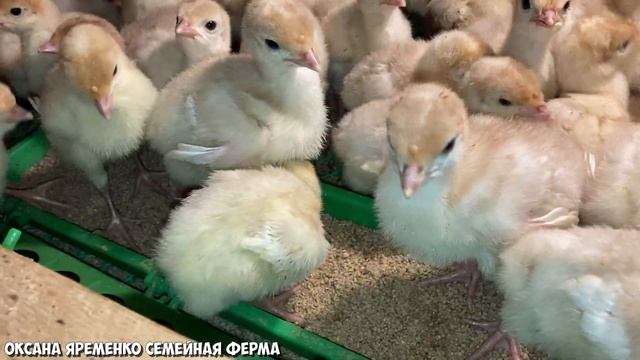 ИНКУБАЦИЯ индюка Хайбрид Конвертер провалена /ВЫЖИЛИ 40% /Печальный опыт смотреть онлайн