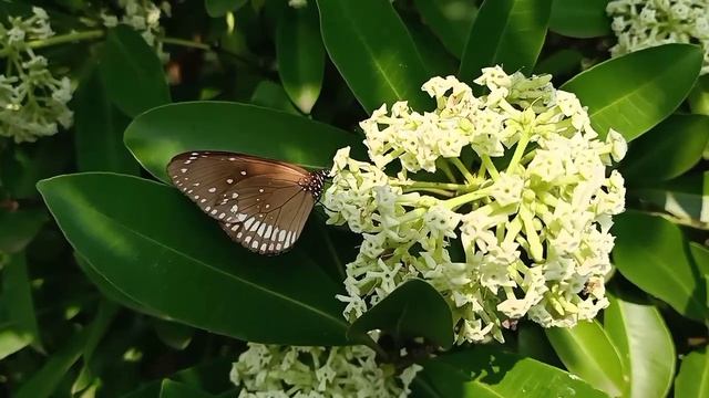 Common Crow 🦋 Butterfly on Milkwood Tree🌼🌼 смотреть онлайн