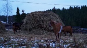 КУПИЛ 2 ДОМА В ДЕРЕВНЕ | ОБРАДОВАЛИ БАБУШКУ | ПРОСТЫЕ ДЕРЕВЕНСКИЕ РАДОСТИ