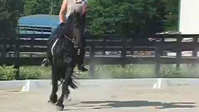 Friesian Remington Steele ForSale смотреть онлайн