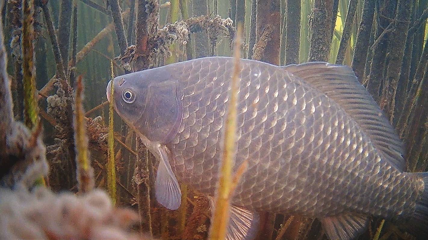 Тактика и наблюдение при ловле карася зимой. Подводные съёмки подо льдом. Камера Focusfish