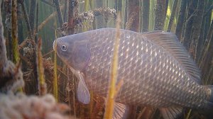 Тактика и наблюдение при ловле карася зимой. Подводные съёмки подо льдом. Камера Focusfish