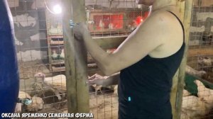 БОРЬБА С МУХАМИ И ЛИЧИНКАМИ / Сушим подстилку / Остатки птицы