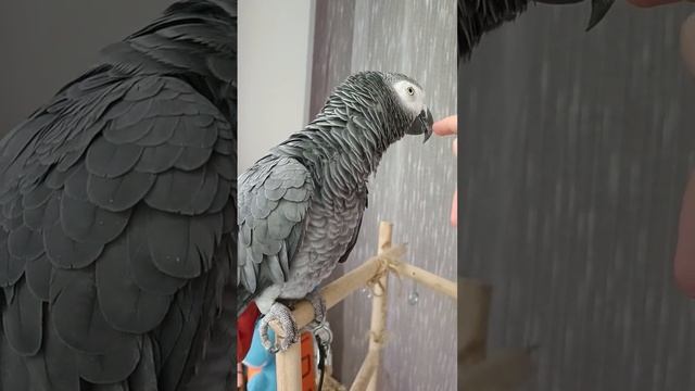 нахохлился, милашка☺☺ #parrot #жако #попугай #птицы #популярное #хит смотреть онлайн